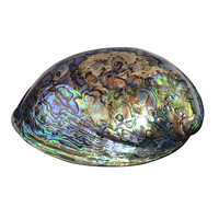 Accessoire met een Abalone schelp