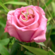 Zilveren ring met een SI1 Argyle Rose De France Diamant (Annette)